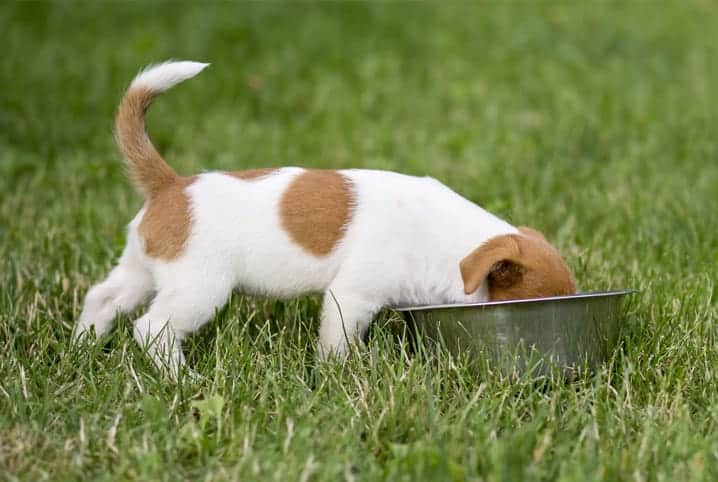 Cachorro filhote com o rosto dentro do comedouro no quintal.