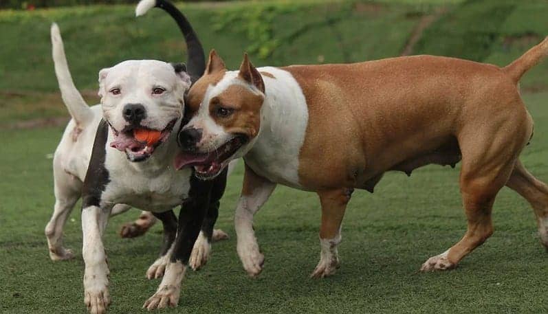 dois cachorros brincando ao ar livre.