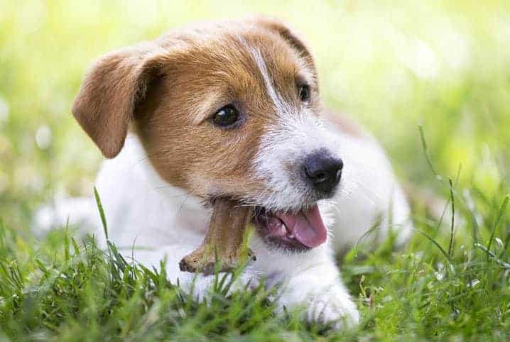 cachorro comendo petisco.