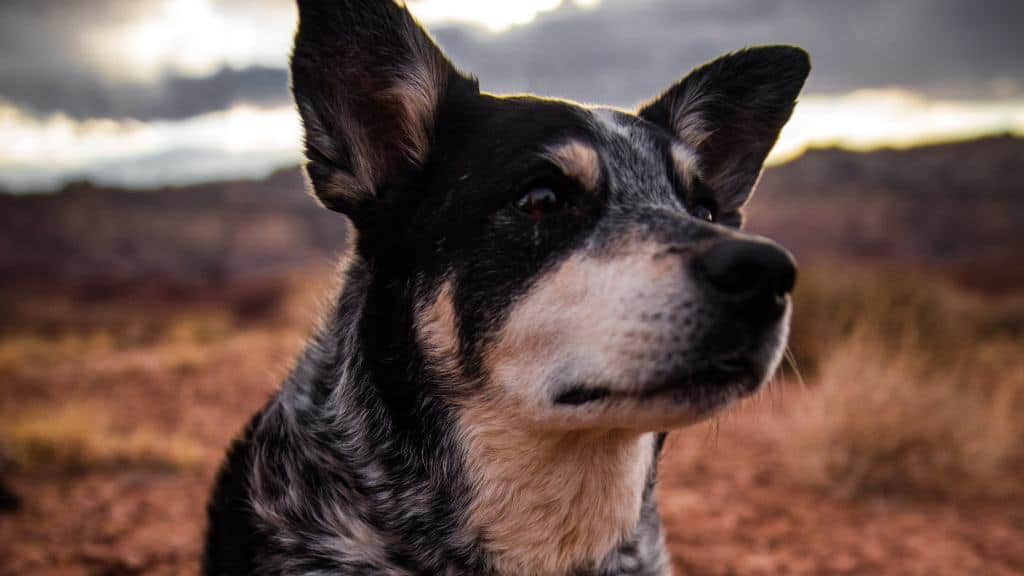 cachorro olhando para o horizonte.