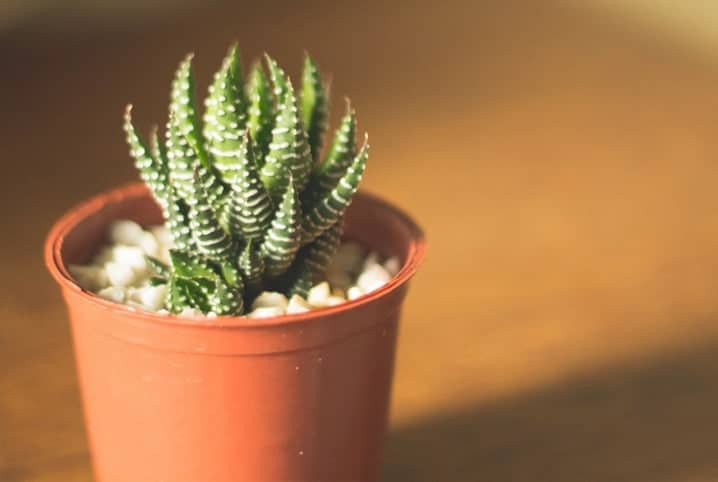 planta pequena em um vaso