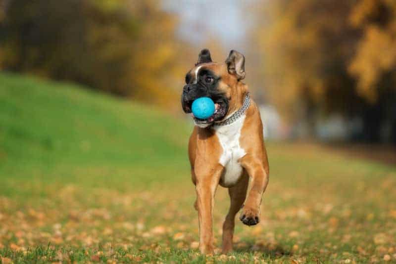 Cachorro Boxer correndo em campo gramado com bolinha azul na boca