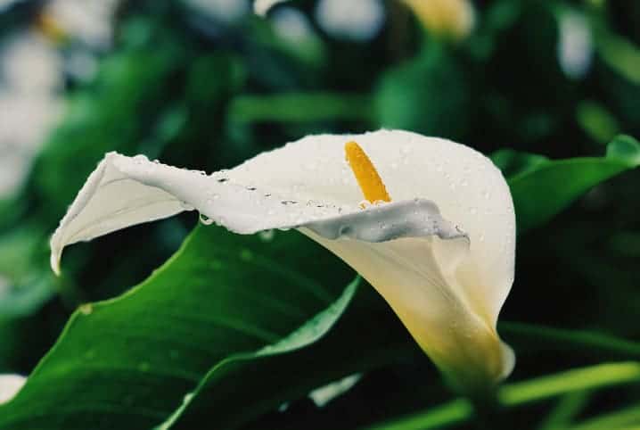 Planta com gotículas de água em folha branca