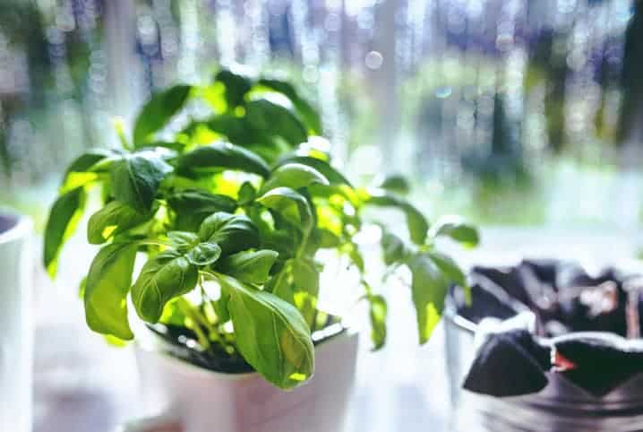 Planta crescendo em vaso branco