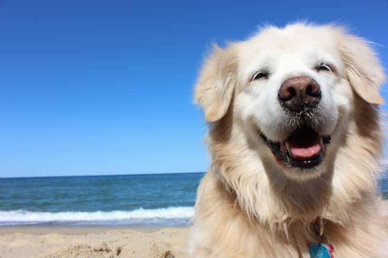 cachorro golden retriever na praia.