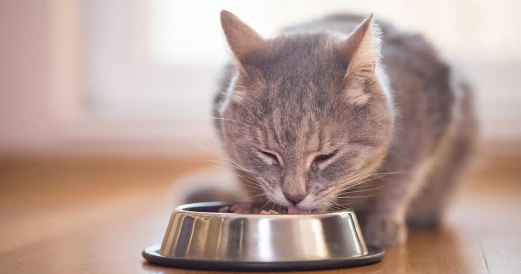 Gato comendo.