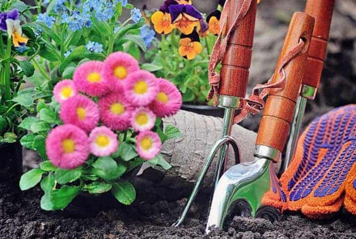 Jardim com flores rosas.