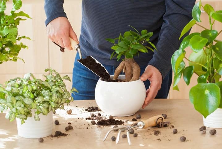 Homem plantando em vaso