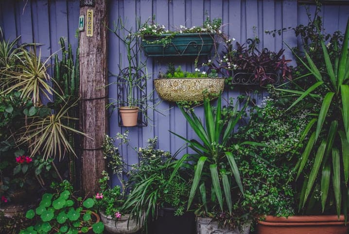 Conjunto de plantas em jardim