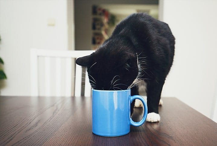 gato com o focinho em caneca.