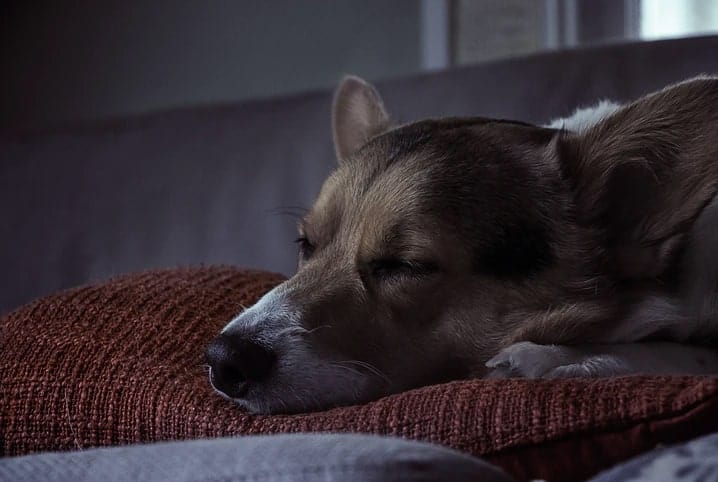 Cachorro dormindo em cima de almofada.