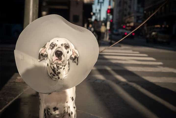 Cachorro com colar no pescoço.