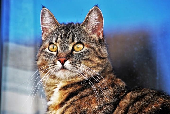 gato malhado olhando atentamente para a frente