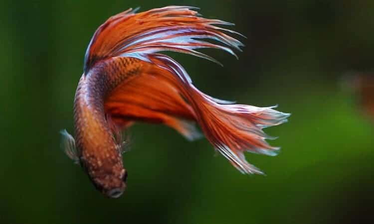 peixe betta vermelho nadando.