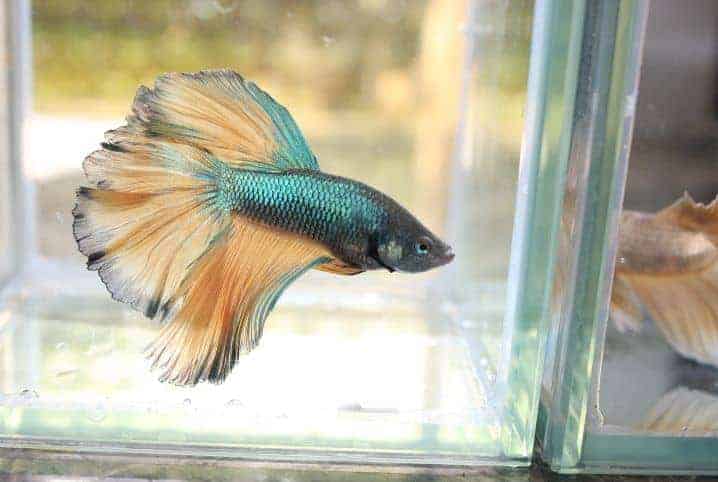 peixe betta azul nadando.