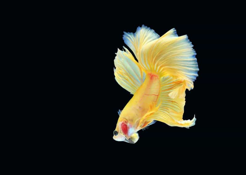 Peixe betta amarelo