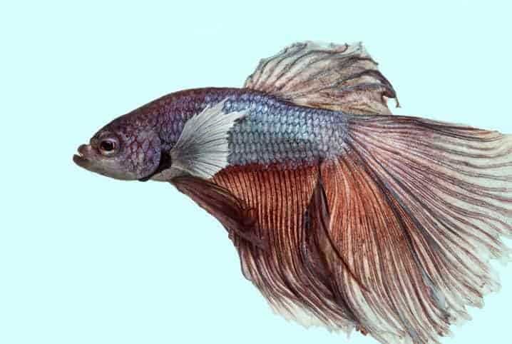 Peixe betta