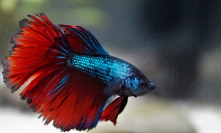 Peixe betta azul