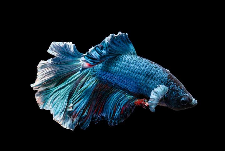 Peixe betta azul