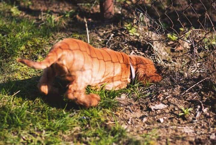 cachorro castanho cavando o solo