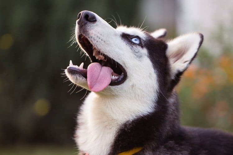 cachorro huskye com a boca aberta olhando para cima