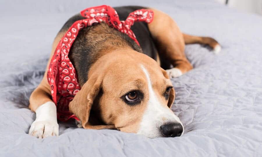 Cachorro com bandana vermelha deitado na cama.