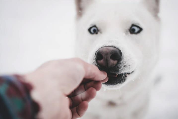 Cachorro comendo petisco