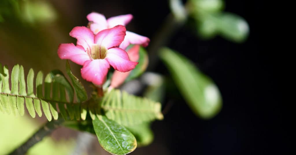 Duas rosas-do-deserto.