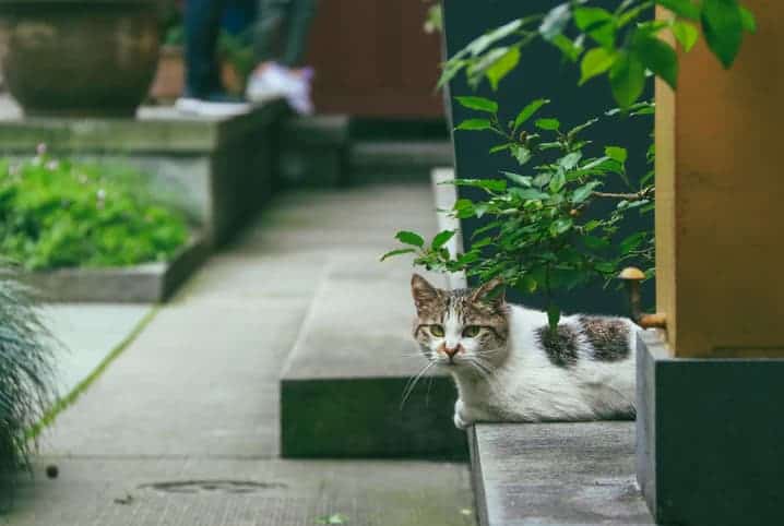 gato entre plantas.