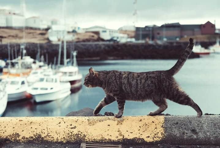 Gato andando próximo de um rio.