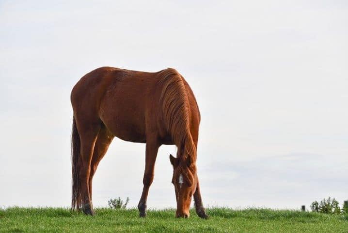 Cavalo marrom comendo grama.