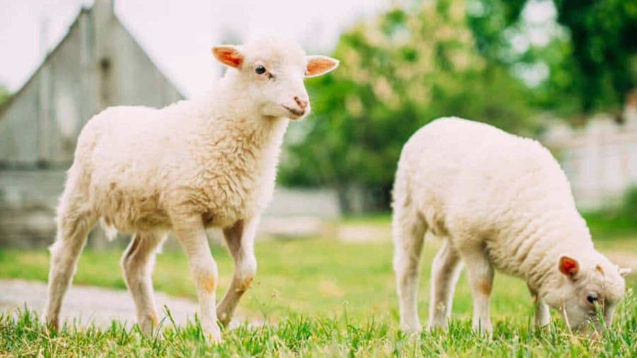 Nome para ovelhas: ideias de todos os tipos! I Petz