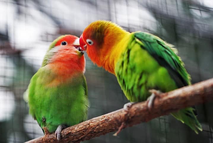 Dois pássaros com penas amarela, verde e vermelha.