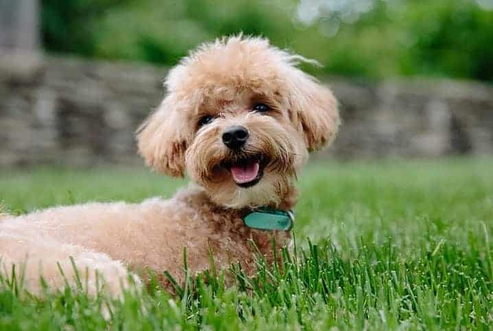 Cachorro com pelos claros deitado na grama do quintal.