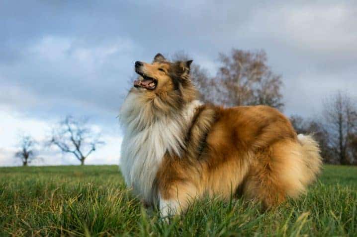 Cachorro da raça Collie no quintal com grama.