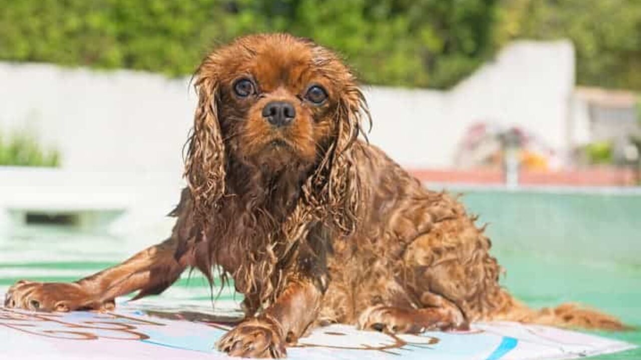 Como ensinar Seu Cachorro a Nadar