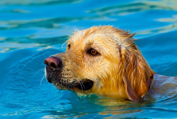 Golden nadando na piscina.