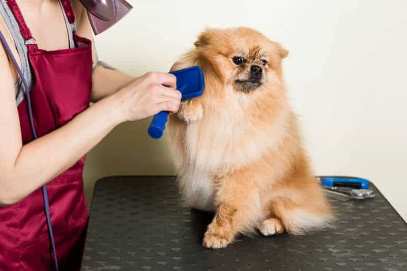 Tosadora penteando os pelos de um spitz alemão.