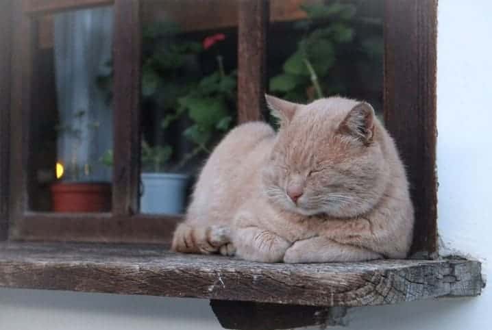 gato dormindo em parapeito de janela.