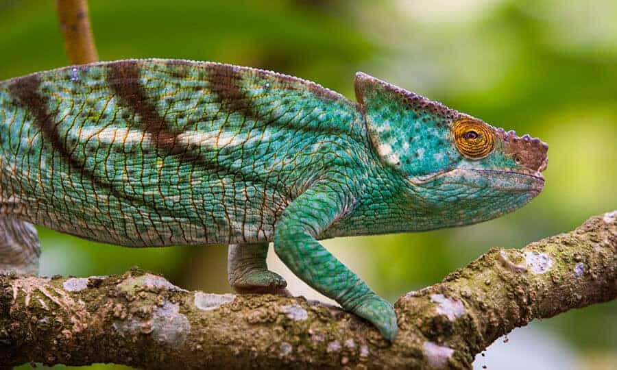 Camaleão em cima de tronco de árvore