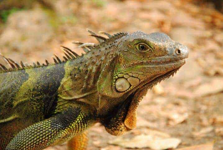 iguana de perfil.