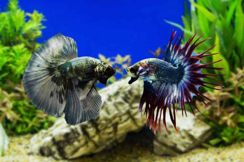 Dois peixes bettas frente a frente em aquário decorado