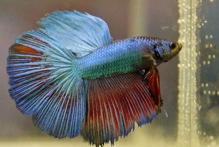 Peixe betta azul e laranja em aquário