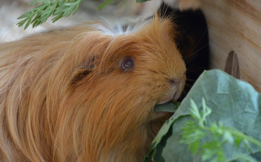 porquinho-da-índia peruano comendo folha.