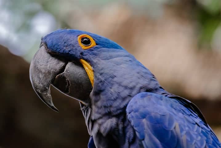 arara azul de perfil.