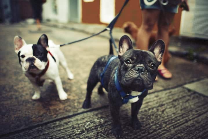 bulldogs francês passeando