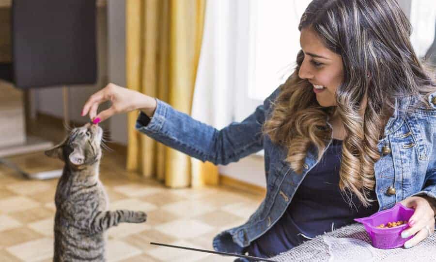 mulher dando comida para gato