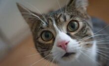 Como RELAXAR um GATO ESTRESSADO 🐱 Reduza o Estresse em Gatos! 
