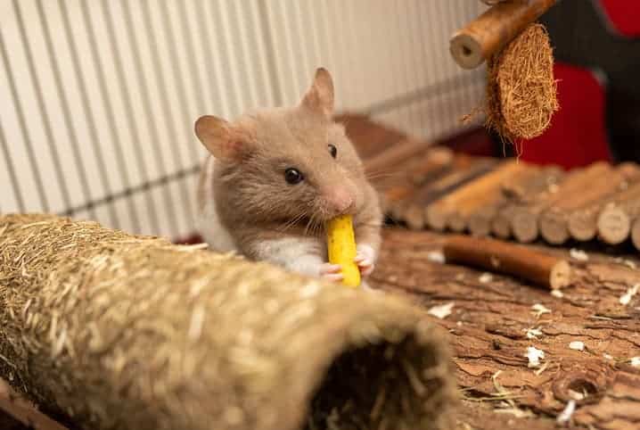 Hamster comendo dentro da gaiola.