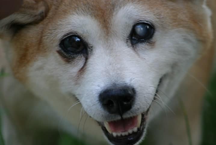 cachorro com um olho branco.